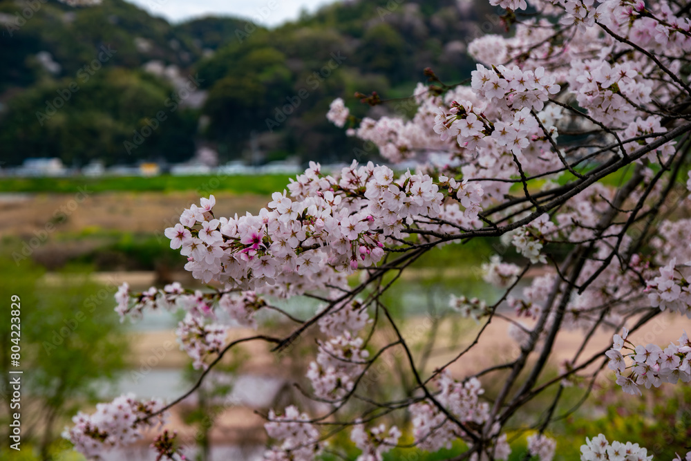 背割堤の桜を通して八幡市方面を見る