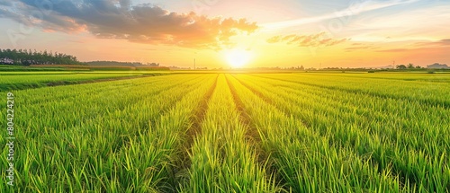 View of rice farm agricultural field with sky, Green agriculture background. 