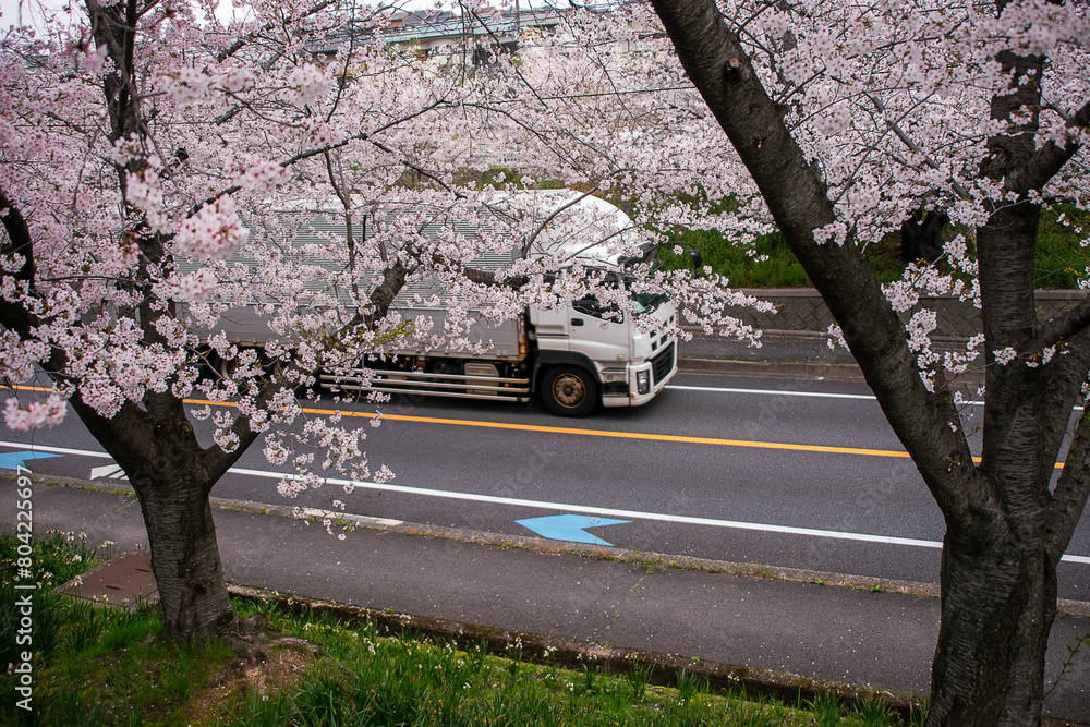 桜並木の横を走るトラック