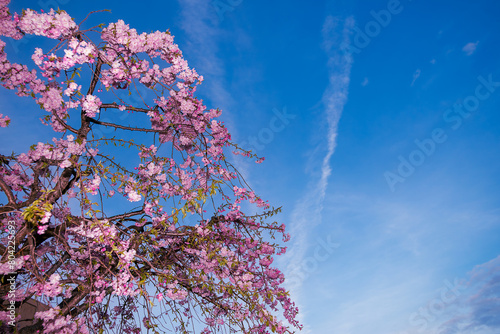 桜と空 photo