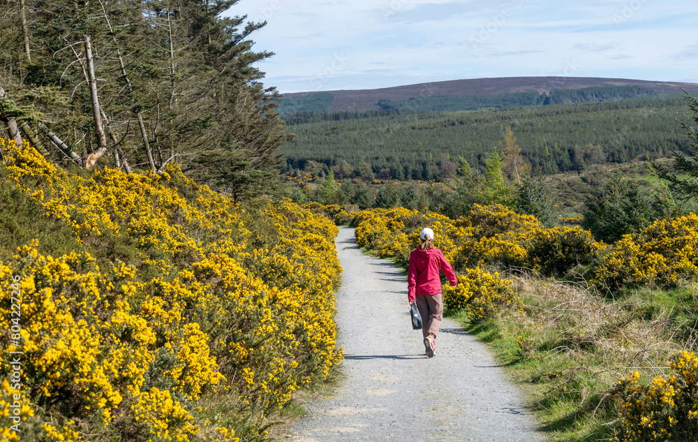 Hiker woman walks along dirt path surrounded by yellow flowers Irish wildflower Common gorse in spring in wicklow mountains ireland