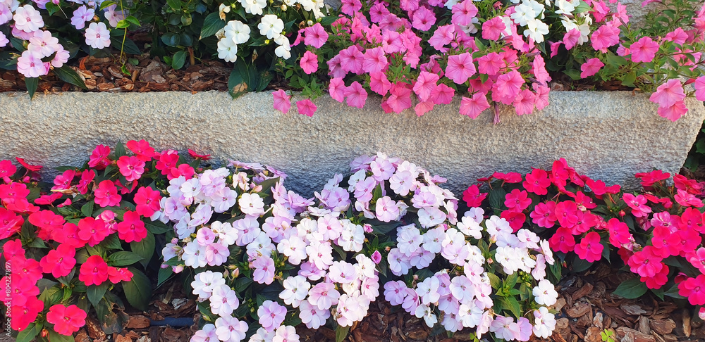 Multi-colored petunia and impatiens flowers bloom in rows and steps in a flower bed. Multi-colored petunia and impatiens flowers bloom in rows and steps in a flower bed.