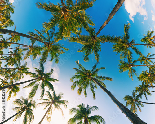  Copy space of tropical palm tree with sun light on sky background. Miami.