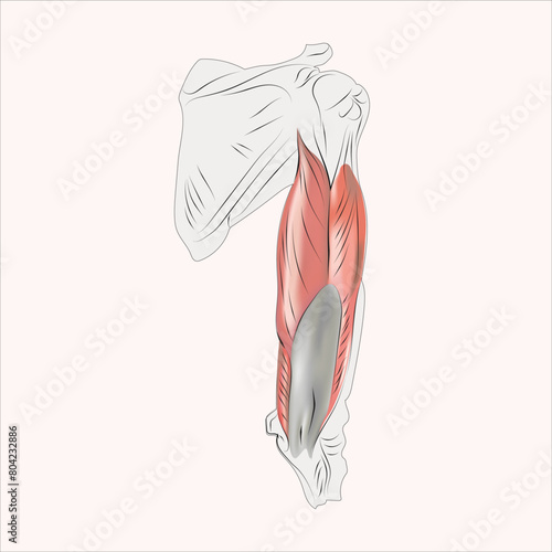 Arm muscles, tendons, and bones