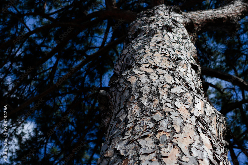 Closeup of pine trunk seen from below, branches and blue sky in the background, selective focus. Closeup of pine trunk seen from below, branches and blue sky in the background, selective focus.