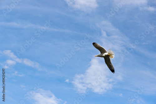 Seagull in flight with spread wings  blue sky in the background with a few scattered clouds.