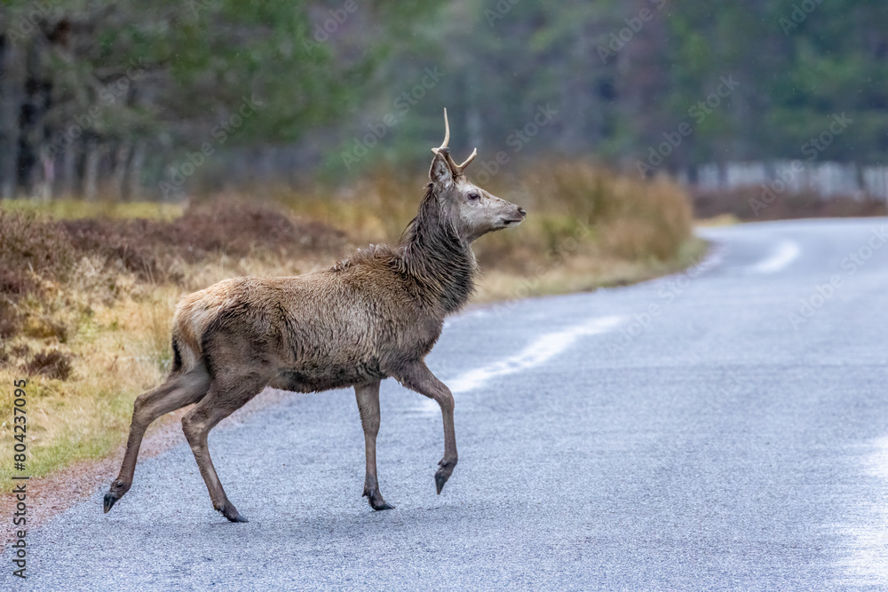 Obraz premium Red deer stag crossing a rural road