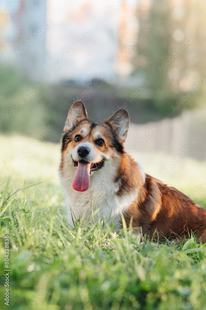 portrait of a dog portrait of a dog