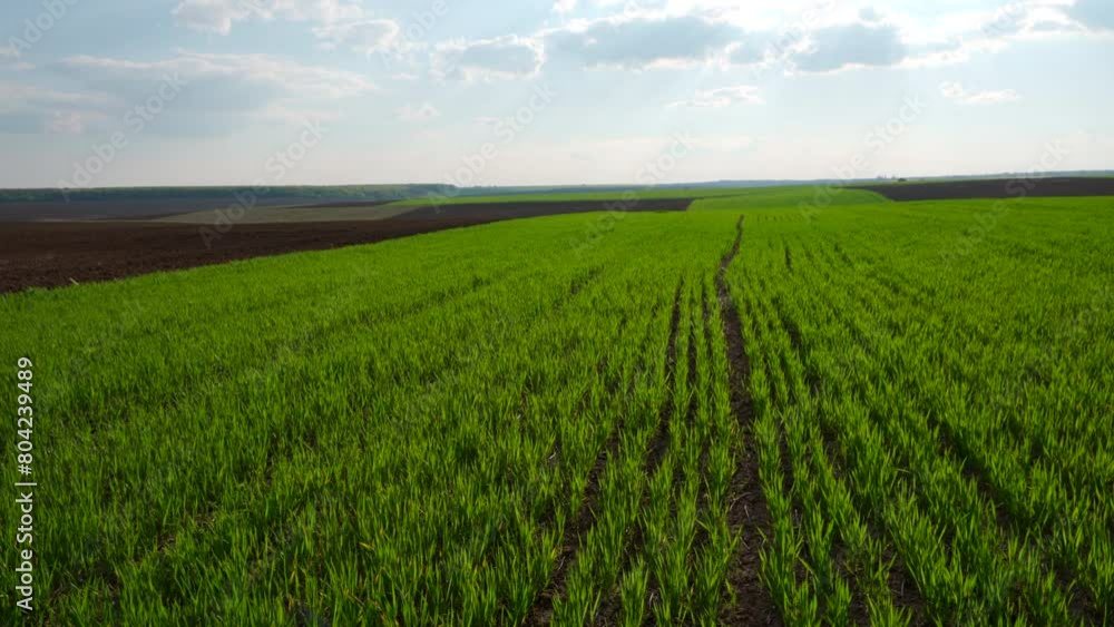 A large field of wheat sprouts. Beautiful rows of wheat. Agricultural landscape. Agro industry. 4k footage. A large field of wheat sprouts. Beautiful rows of wheat. Agricultural landscape. Agro industry. 4k footage.