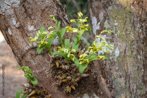 Closeup view of small epiphytic orchid species dendrobium delacourii blooming with yellow green flowers outdoors in tropical garden photo