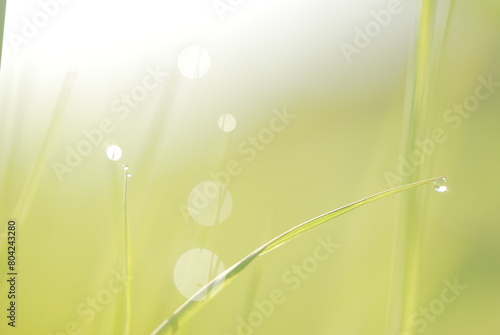 grass with dew drops photo