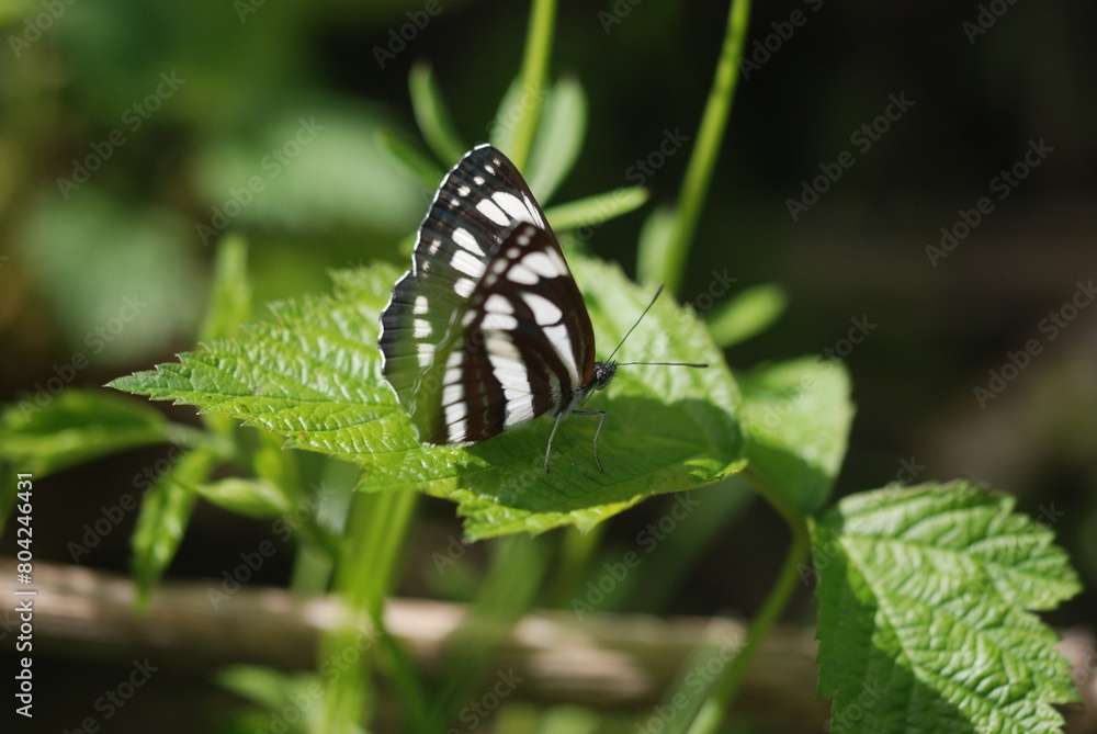 butterfly on a flower butterfly on a flower