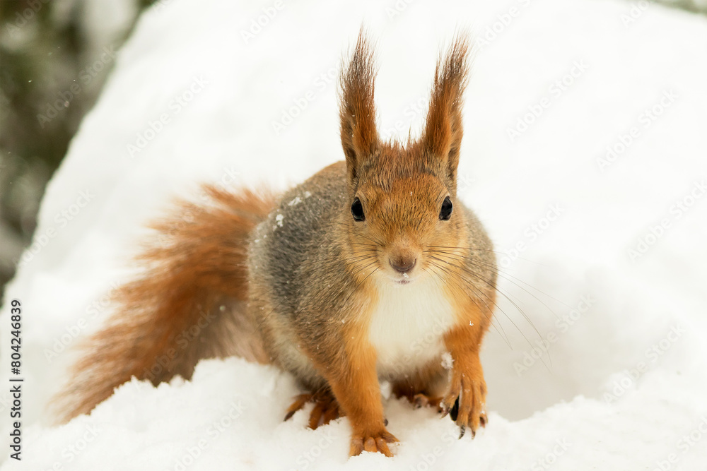 Wild squirrel sitting on a snowdrift of white snow in the forest. Wild squirrel sitting on a snowdrift of white snow in the forest.