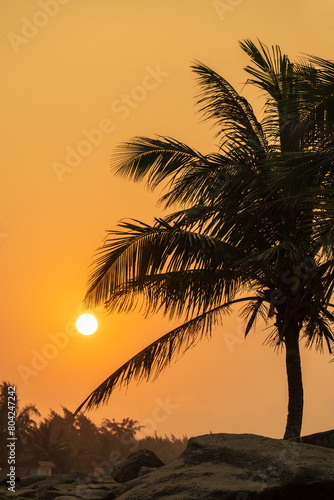 silhouette of palm tree leaves