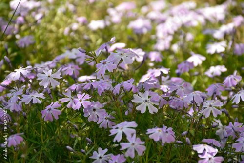 Phlox subulata, small purple flowers blooming in green meadow, sunlight, warm spring day, close up view.