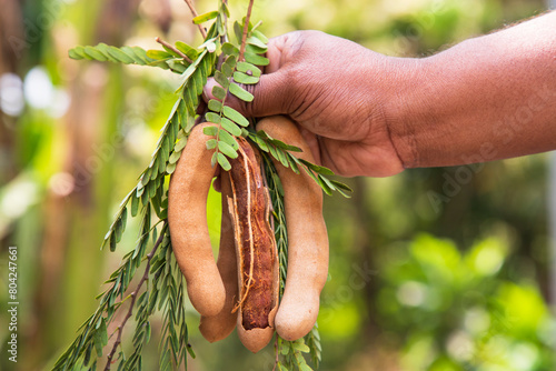 Hand holding some Tamarind Fruits, green leaves with Blurry Background. Selective Focus