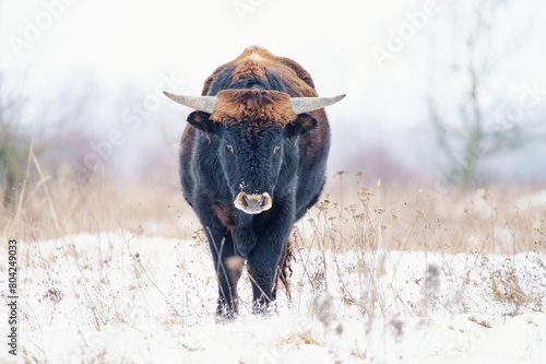 Close up photo of The aurochs (Bos primigenius) in winter landscape. Milovice, Czech repbulic.  photo