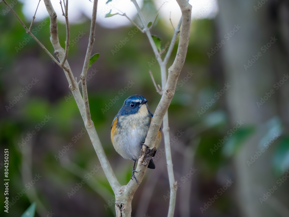 Obraz premium 森の中で枝に留まっているルリビタキの雄