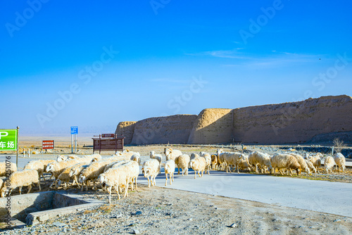 Yongtai Ancient Town, Baiyin City, Gansu Province-Sheep under the blue sky photo