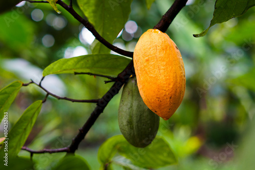 Cocoa fruit being ripe at the tree. Cocoa or Chocolate fruit, for advertising or article photo purposes photo