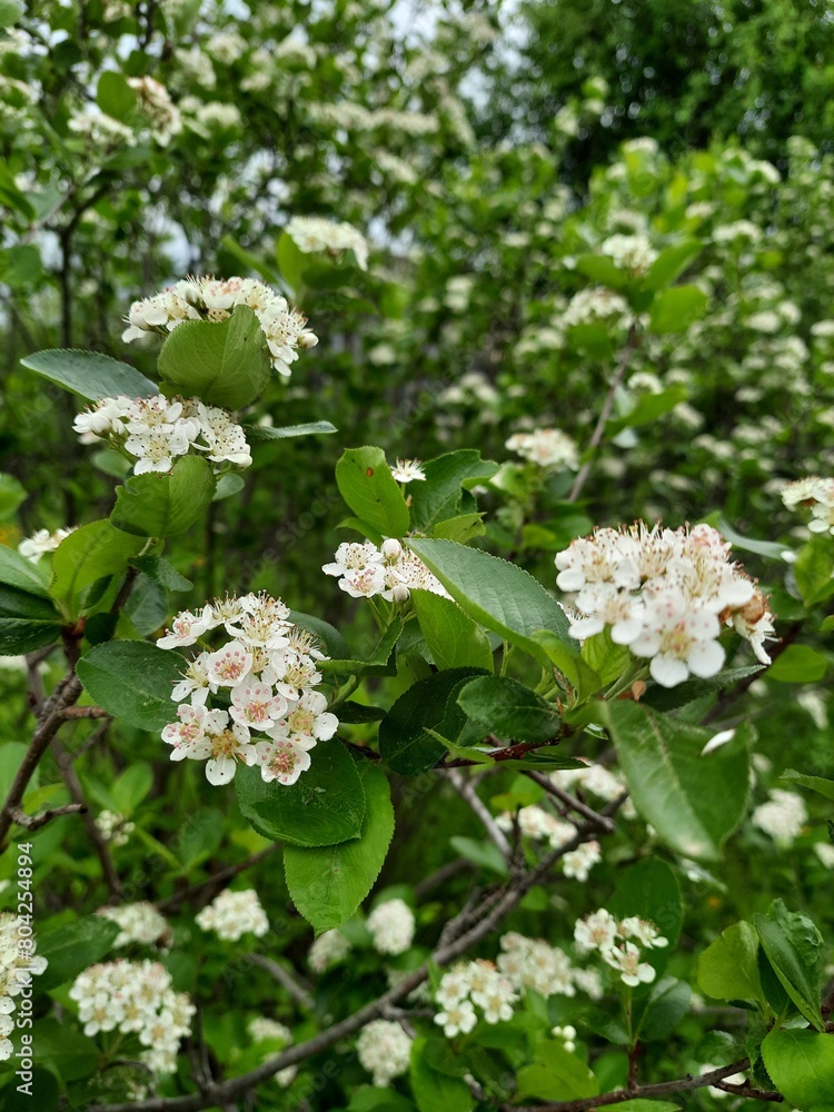 Flowers Flowers