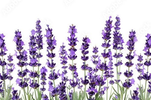 White background with a single lavender blossom. Generative Ai