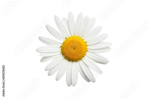 Suns Whisper. On a White or Clear Surface PNG Transparent Background.