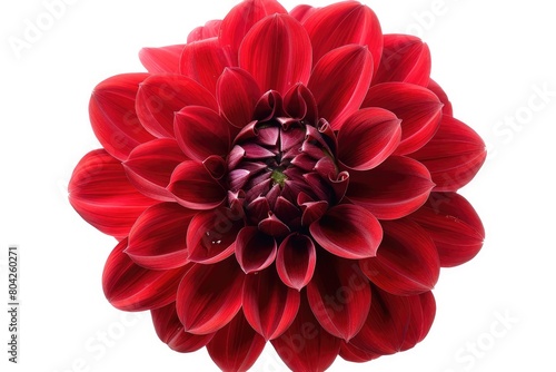 Red dahlia isolated on a white backdrop with no background color. Generative Ai