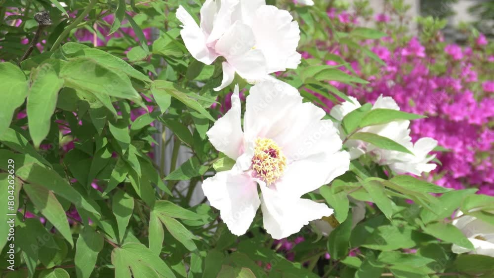 the beautiful flowers that make spring shine the beautiful flowers that make spring shine