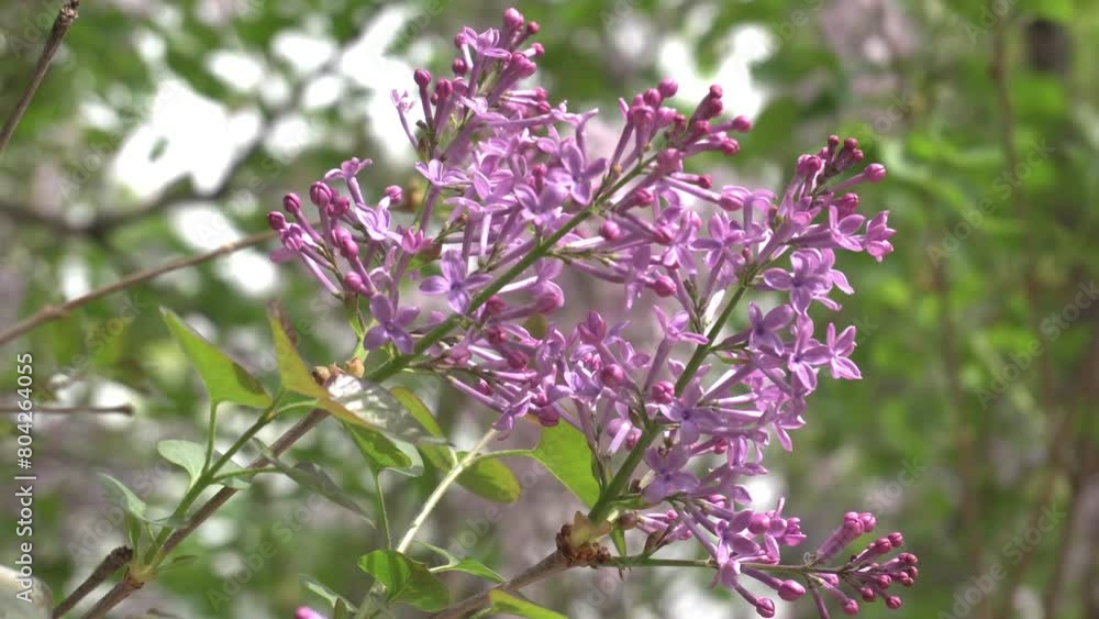 the beautiful flowers that make spring shine the beautiful flowers that make spring shine
