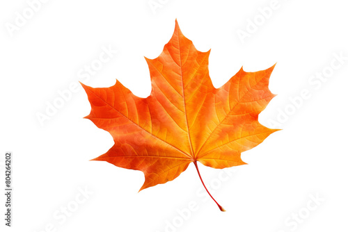 Vibrant Dance  An Illuminated Maple Leaf. On a White or Clear Surface PNG Transparent Background.