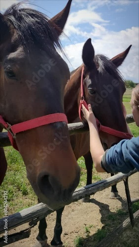 Children petting and cuddling two horses on the ranch and they give them carrots.