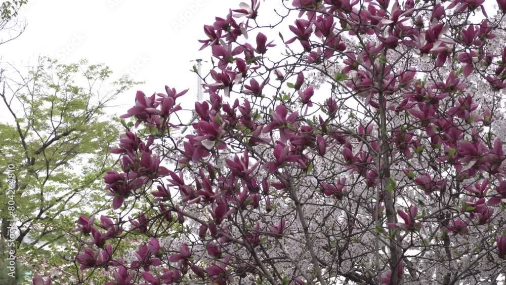 the beautiful flowers that make spring shine the beautiful flowers that make spring shine