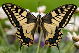 Schwalbenschwanz Schmetterling auf Blume frontalansicht