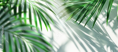 Palm leaves shadows on a white wall background  an abstract summer concept banner with space for copy. A realistic photo of palm leaves  shadows on a beige white concrete wall. A background with shad