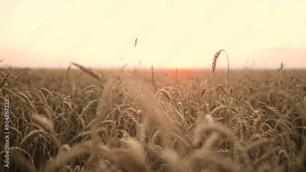 Naklejka premium ears of wheat on the field during sunset. farming a wheat harvesting agribusiness concept. walk in a large wheat field. big harvest of wheat in summer on the field sunlight landscape