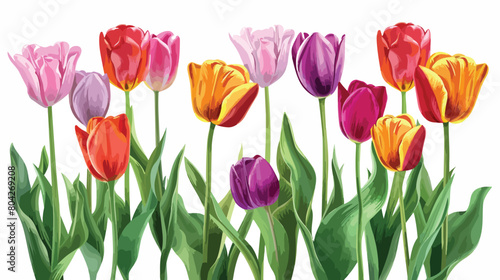 Beautiful tulip flowers on white background style