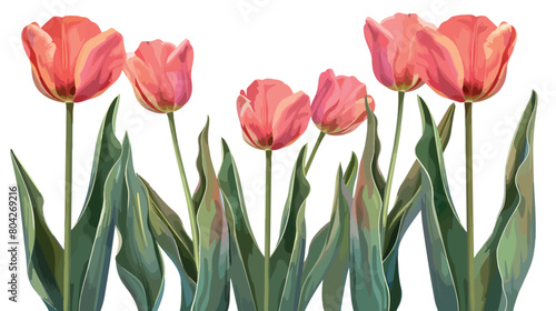 Beautiful tulip flowers on white background style