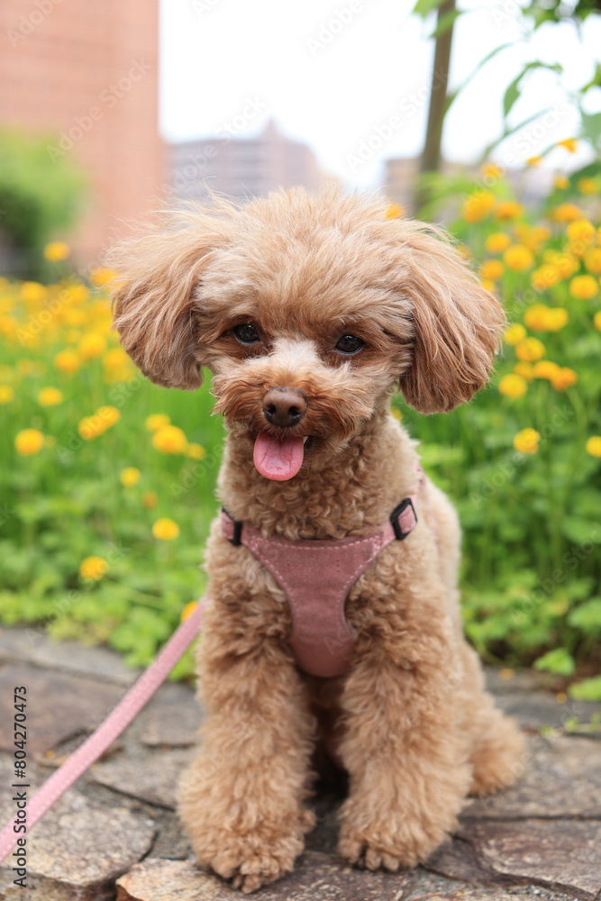 春の花とトイ・プードル 春の花とトイ・プードル