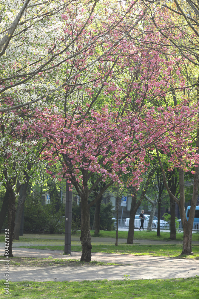 Naklejka premium Spring blossom. Pink sakura in bloom