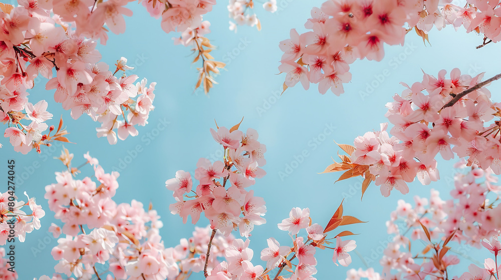 Cherry Blossom Trees in Full Bloom Against Spring Sky Cherry Blossom Trees in Full Bloom Against Spring Sky