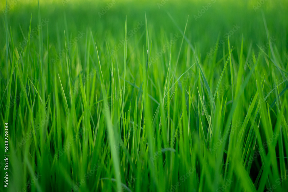 A close up photo of fresh and vibrant green rice plants