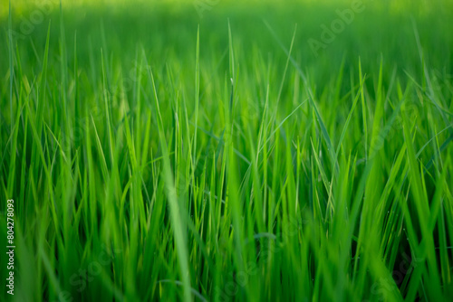 A close up photo of fresh and vibrant green rice plants