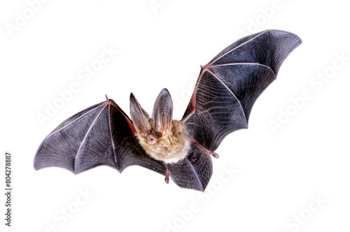 Detailed image of a flying bat isolated on a white background  showcasing its wingspan and unique features