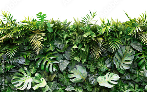 Green wall of tropical plants isolated on white or transparent background