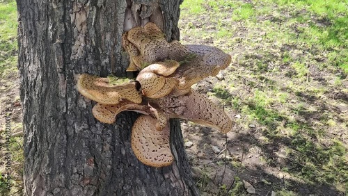 The scaly tinder fungus or Cerioporus squamosus, growing on a tree, is used both as food and in medicine photo