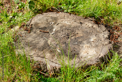 Rustic Charm: Weathered Tree Stump in Natural Landscape