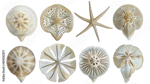 The image shows a collection of  sand dollars, which are flat, round echinoderms with a radial symmetry in isolated on transparent background photo