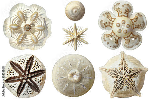 The image shows a variety of sand dollars, a type of echinoderm in isolated on transparent background photo