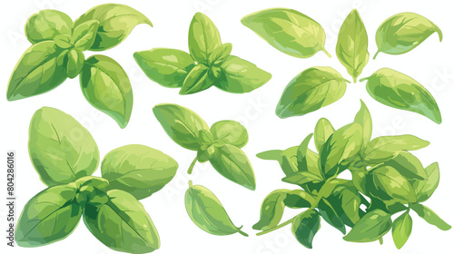 Fresh green basil leaf on white background 2d flat